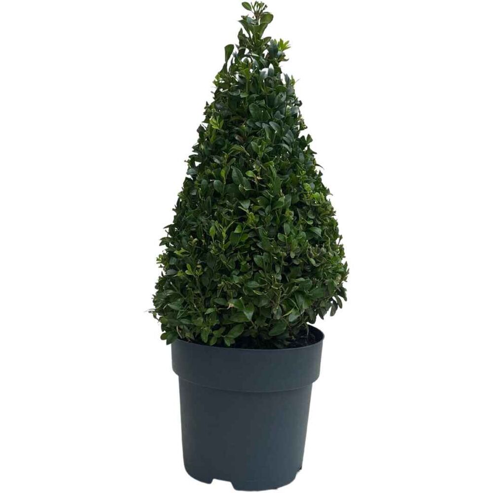 Puksipuu pyramidi