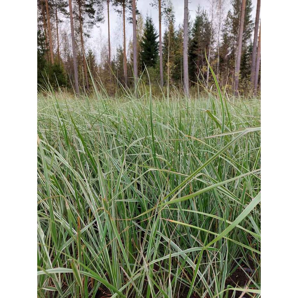 Koristekastikka Overdam