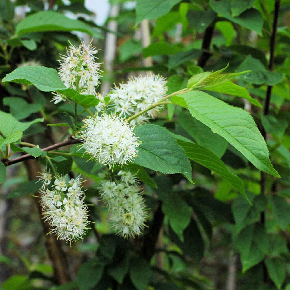 Tuohituomi