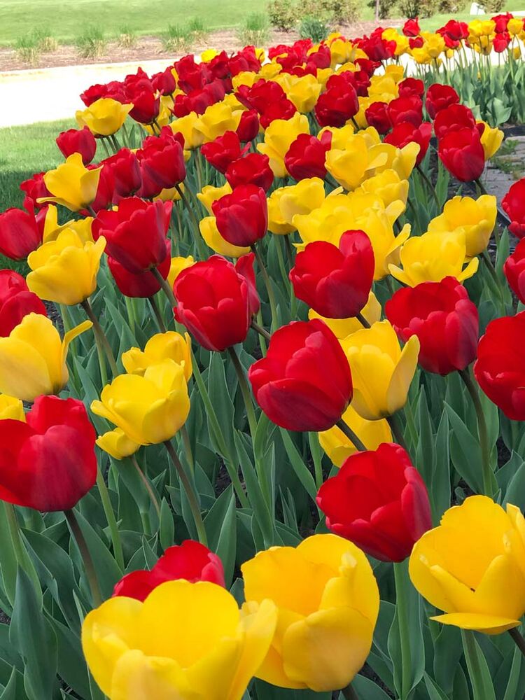 Tulip Flower Power, 50 kpl/pussi