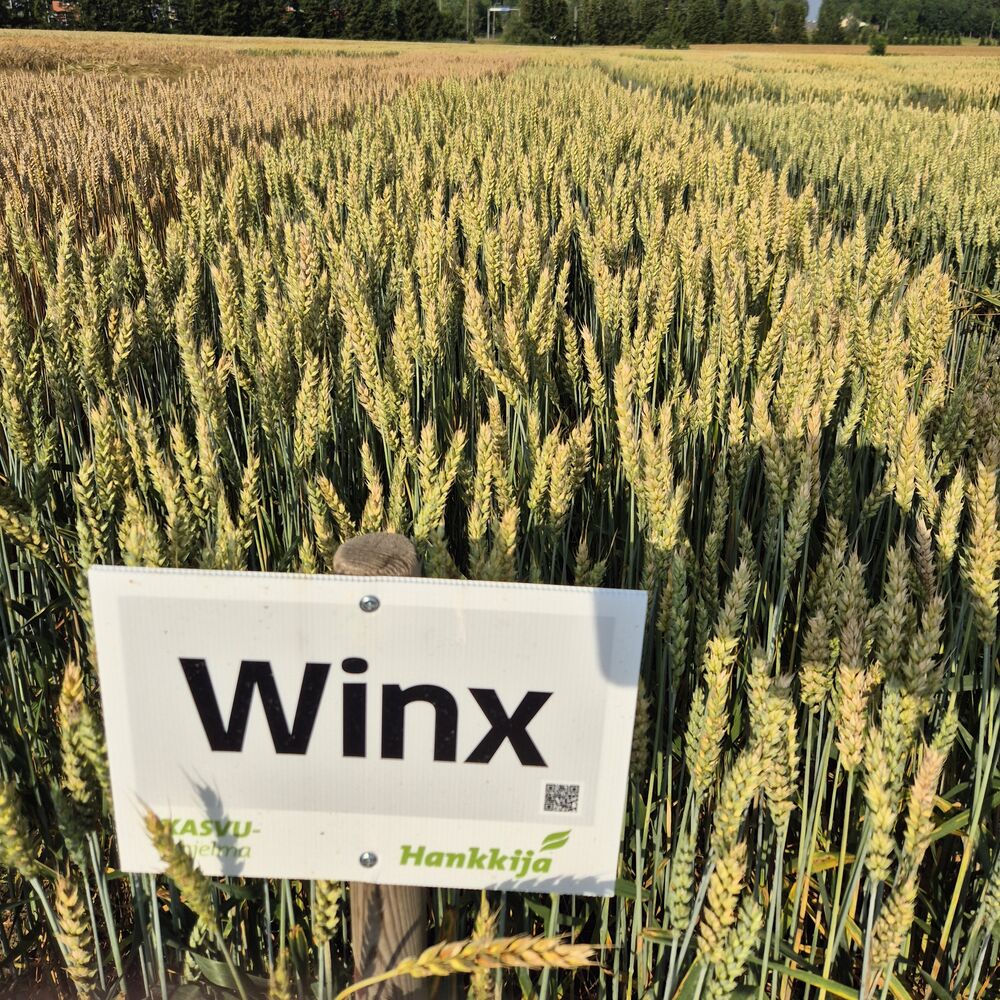 Winx vehnä