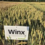 Winx siemenkevätvehnä kemiallisesti peitattu 800 kg