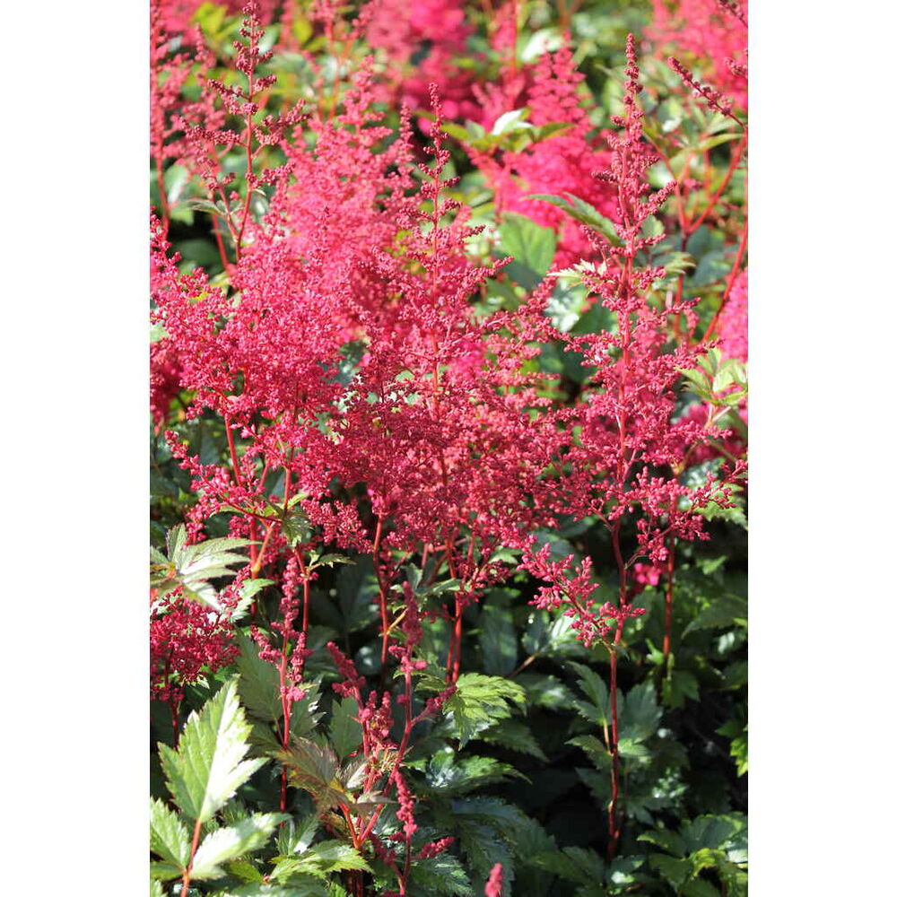 Jaloangervo 'Montgomery'