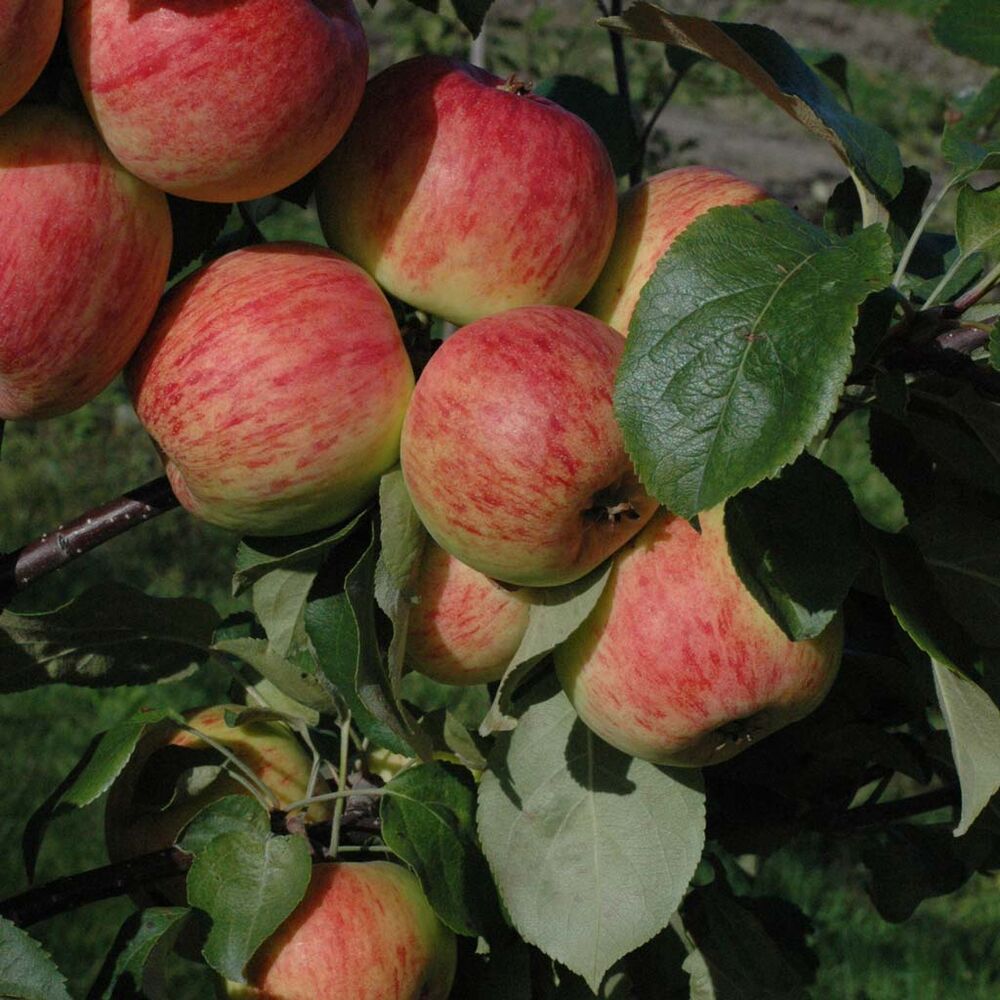 Omenapuu 'Harlamovski'