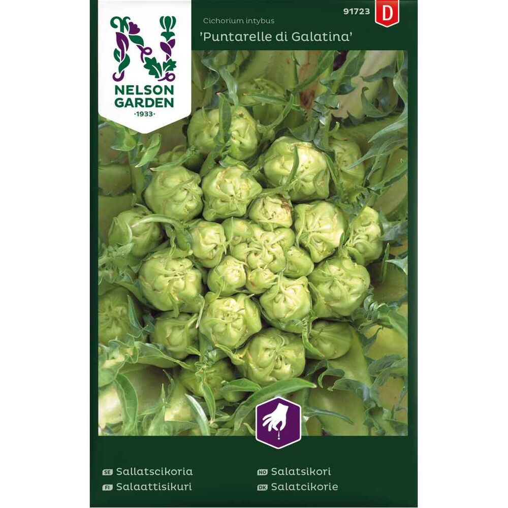 Salaattisikuri 'Puntarelle di Galatina'
