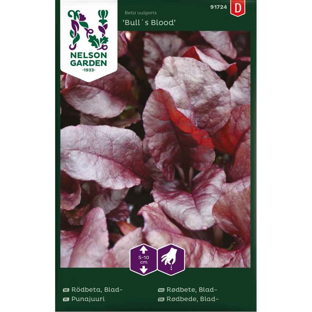 Punajuuri 'Bull's Blood'