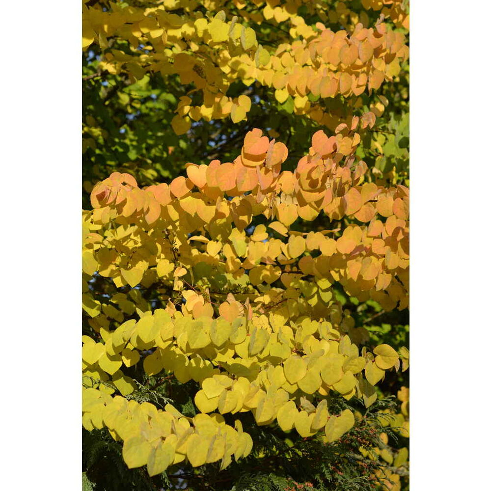 Katsura
