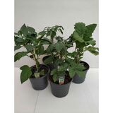 Patiovihannes 19 cm ruukussa