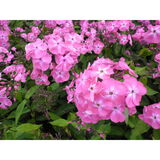 Syysleimu Elli