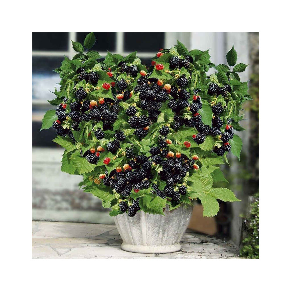 Karhunvatukka 'Little Black Prince'