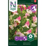 Tuoksuherne, 'Villa Roma' White & Rose