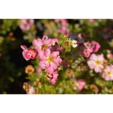 Pensashanhikki Happy Hearts™ Pink Star, astiakoko 3L