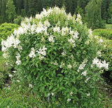 Isabellansyreeni Holger FinE, astiakoko 7,5L