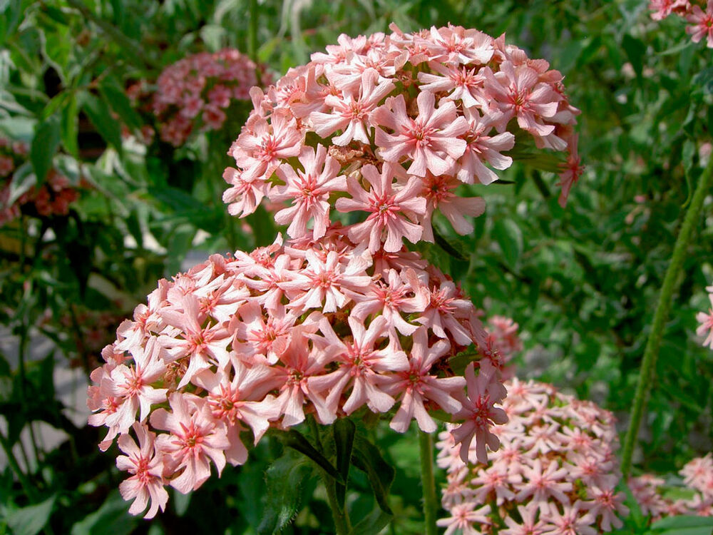 Palavarakkaus 'Carnea'