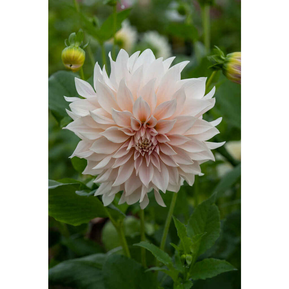 Daalia Cafe au Lait