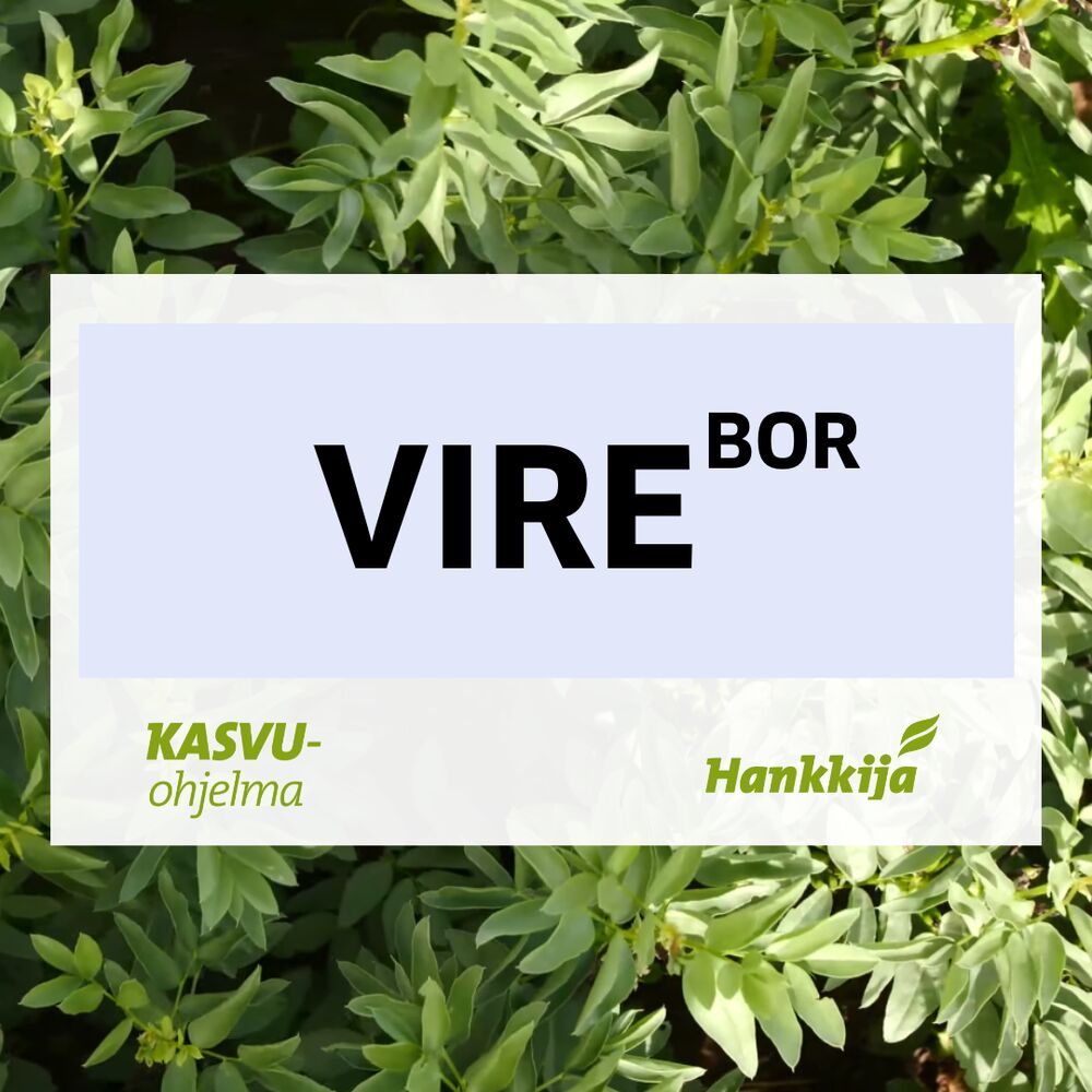 Härkäpapu Vire