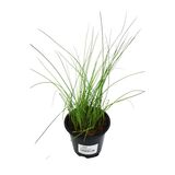 Purjo 12 cm ruukussa