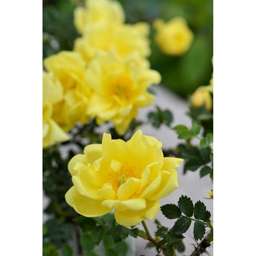 Viljaminkeltaruusu 'William's Double Yellow'