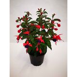 Verenpisara 12 cm ruukussa