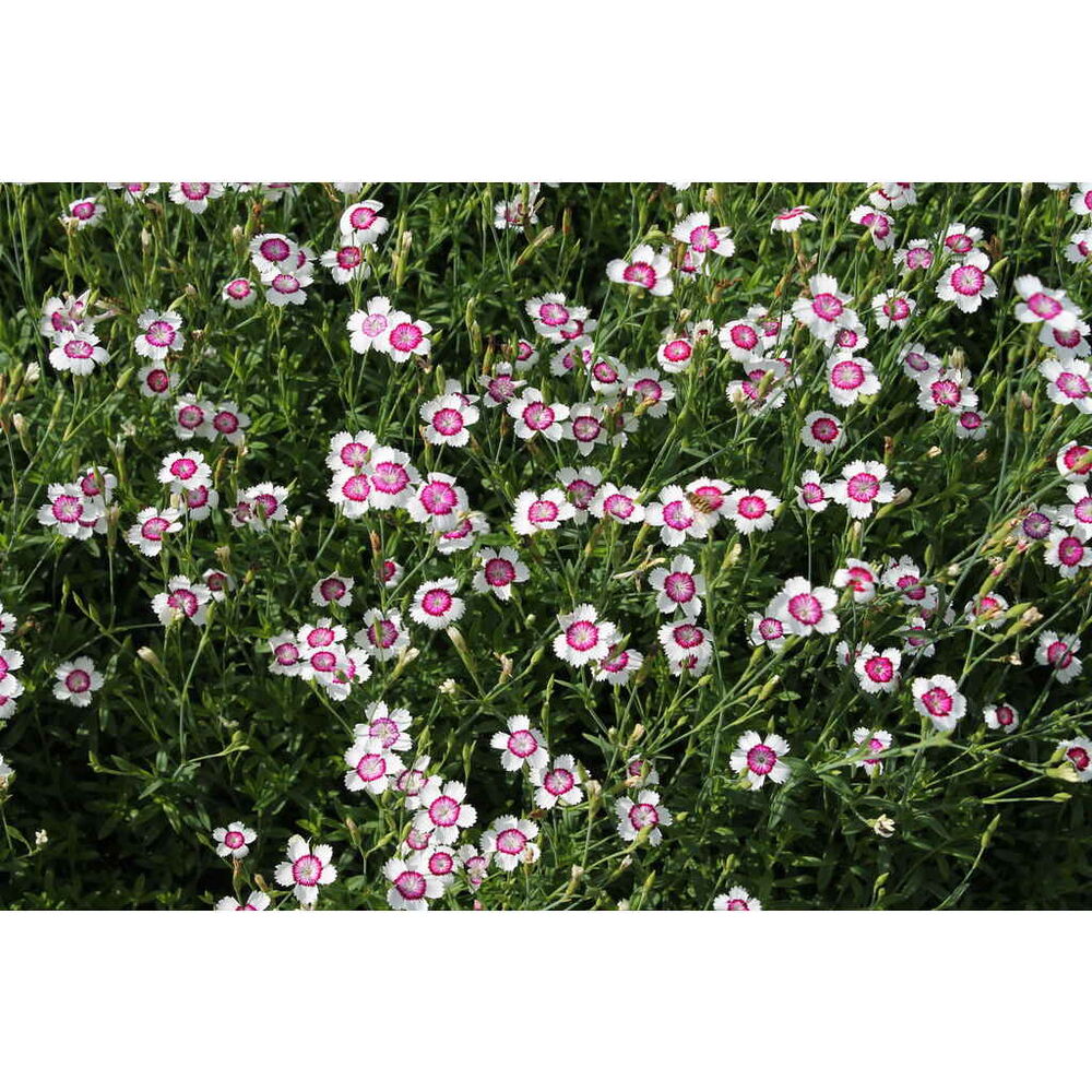 Ketoneilikka 'Arctic Fire'