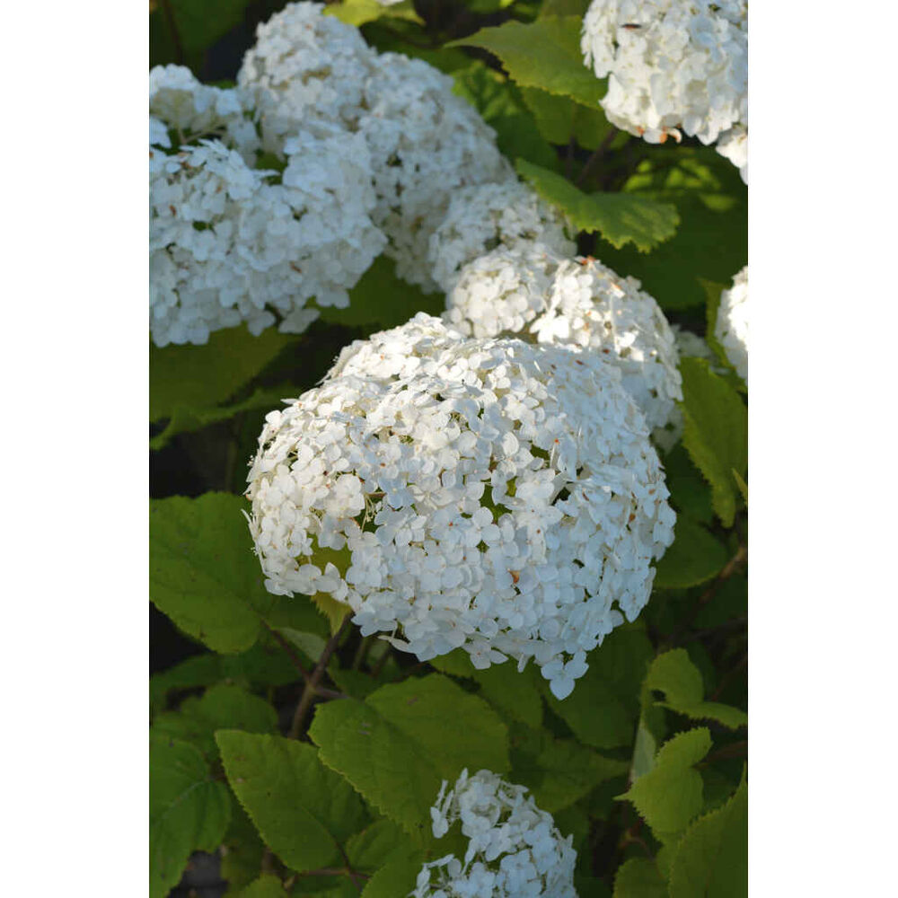 Pallohortensia Flowerflow