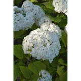 Pallohortensia FlowerWOW®, astiakoko 3L