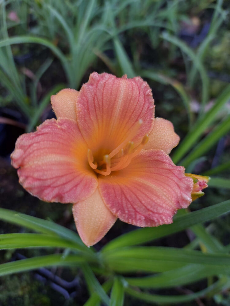 Tarhapäivänlilja stella tangerine
