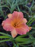 Tarhapäivänlilja 'Stella Tangerine'