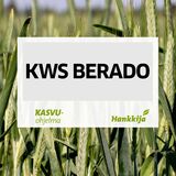 KWS Berado kemiallisesti peitattu hybridi syysruis 500 kg
