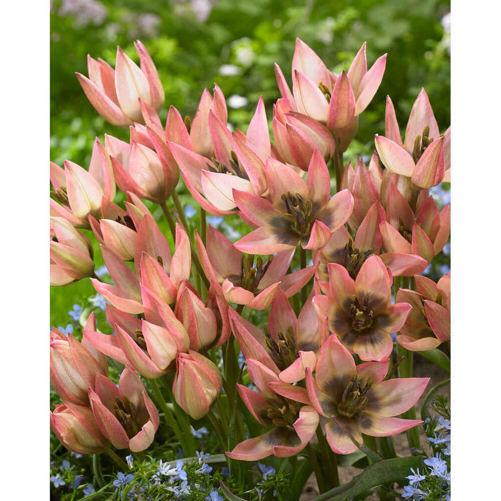 Tulppaani Danique