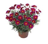 Marketta punainen 11 cm ruukussa