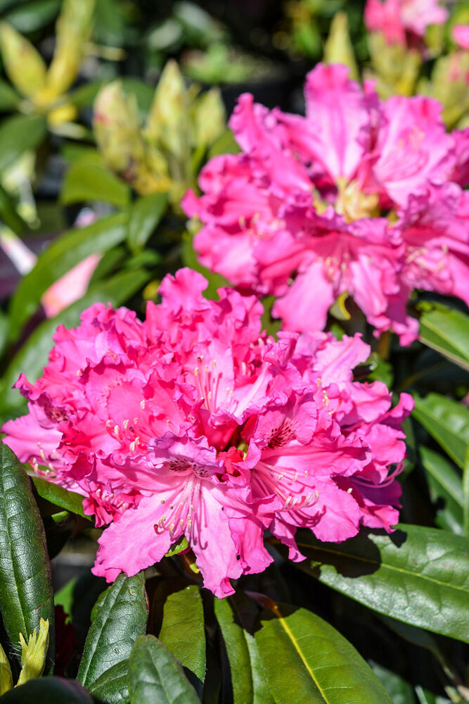 Alppiruusu 'Unelma'