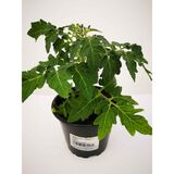Tomaatintaimi 12 cm ruukussa