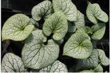 Rotkolemmikki Alexanders Great
