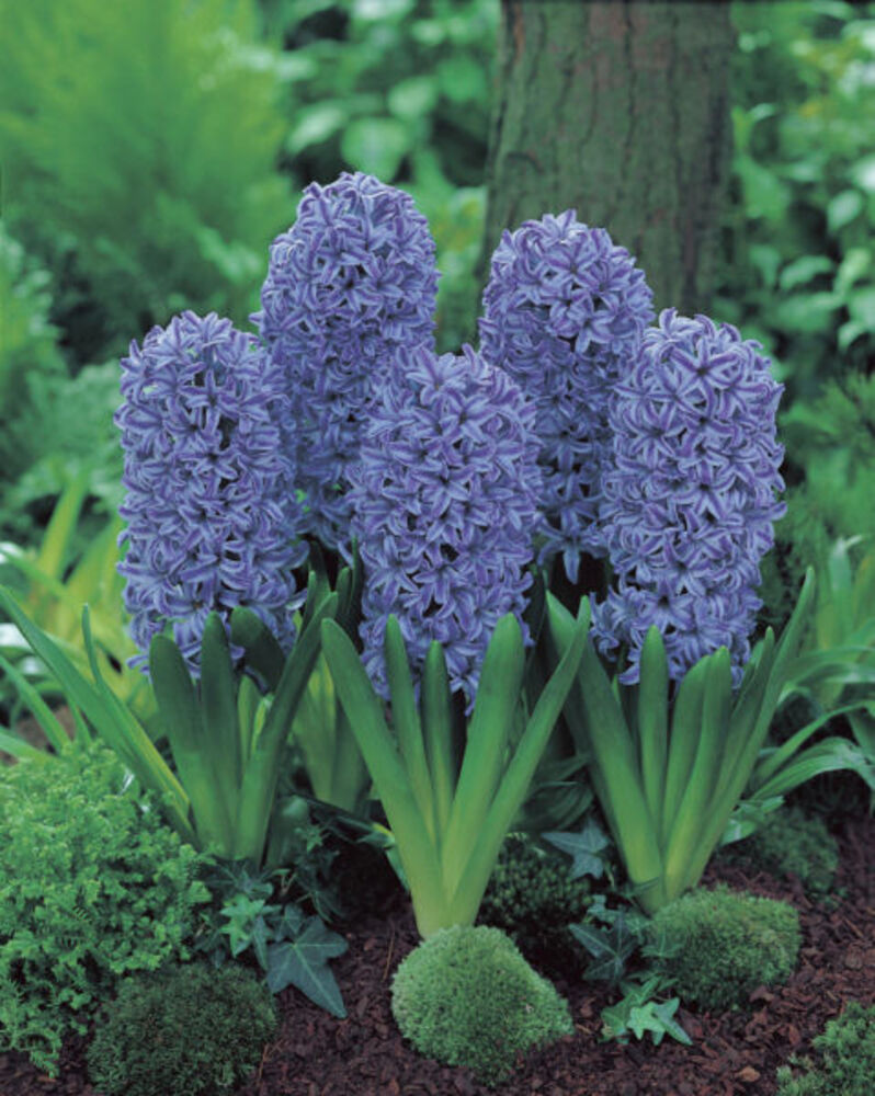 Hyasintti Blue Jacket