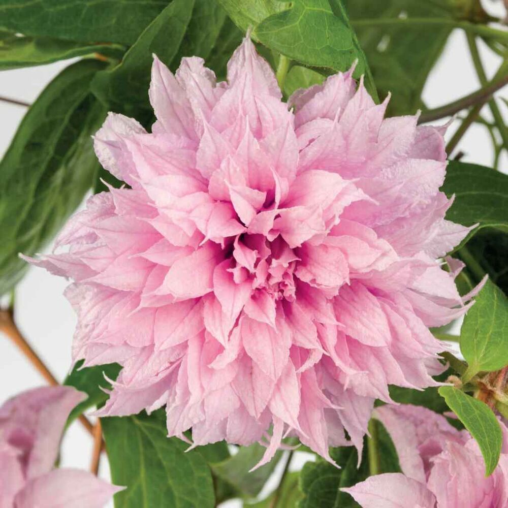 Loistokärhö Multi Pink®