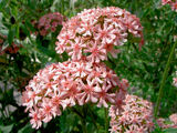 Palavarakkaus Carnea