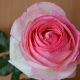 Ruusu Eden Rose 85, astiakoko 3L