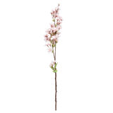 Kirsikkaoksa 59 cm