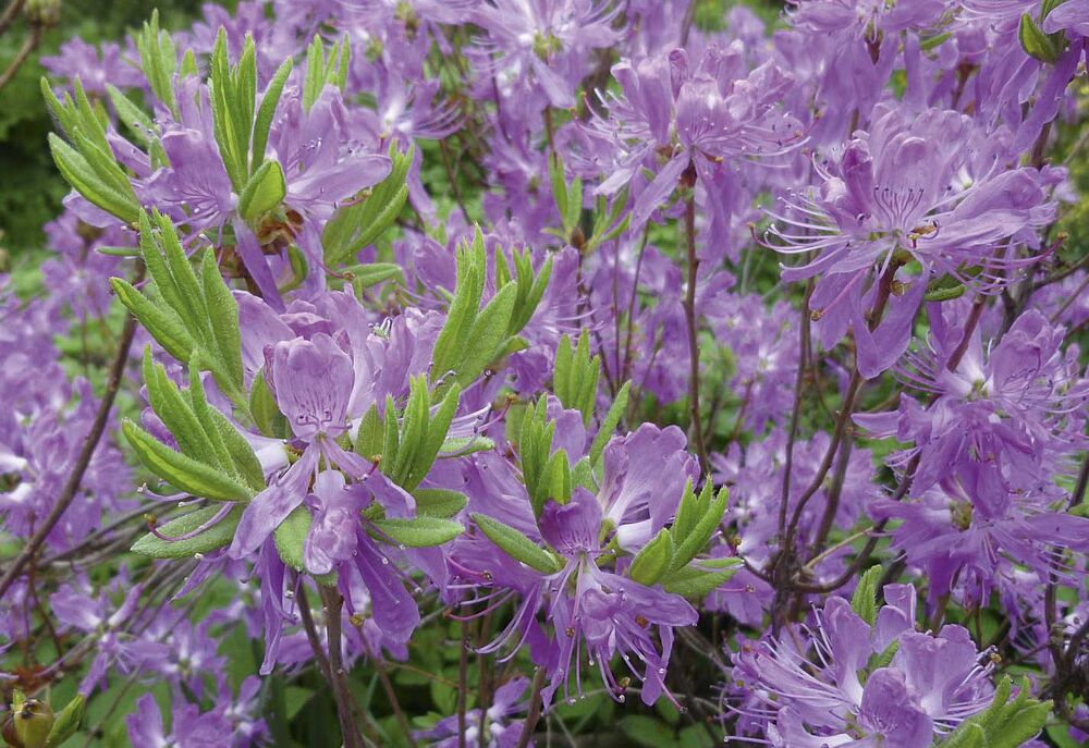 Kanadanatsalea 'Violetta'