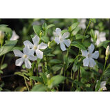 Pikkutalvio Gertrude Jekyll