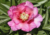 Itoh-pioni 'Julia Rose'