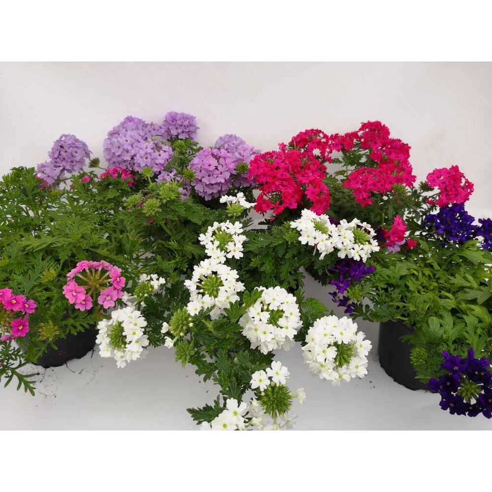 Verbena