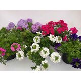 Verbena 12 cm ruukussa