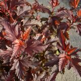 Purppuraheisiangervo Little Angel®, astiakoko 3L