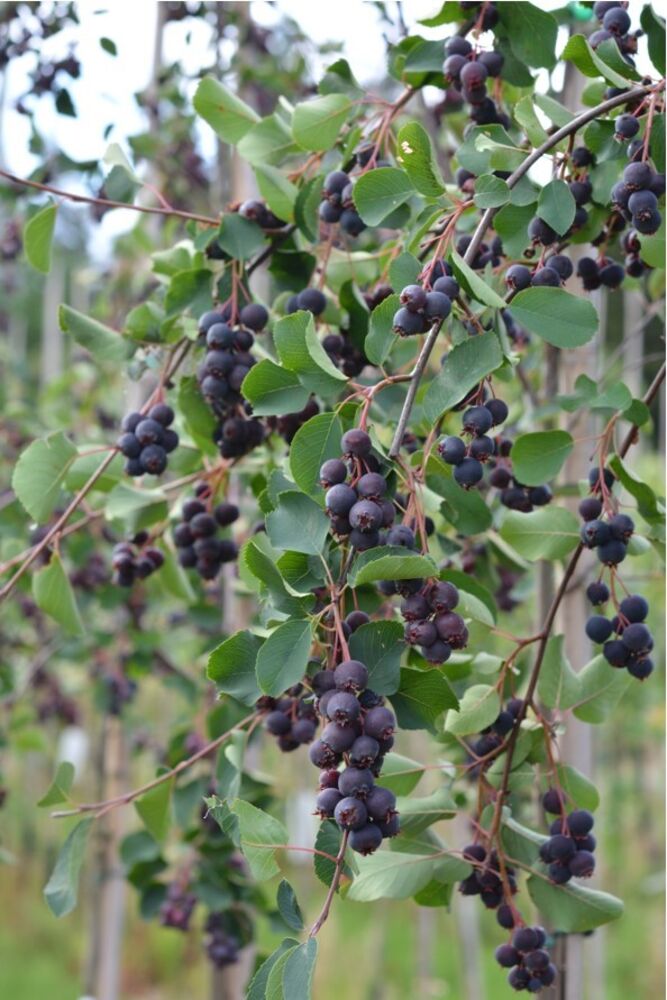 Marjatuomipihlaja Northline