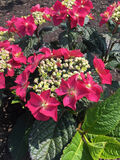 Jalohortensia Flair&Flavours® Strawberry Cream, astiakoko 5L