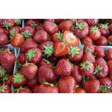 Mansikka Marketta 1 kpl