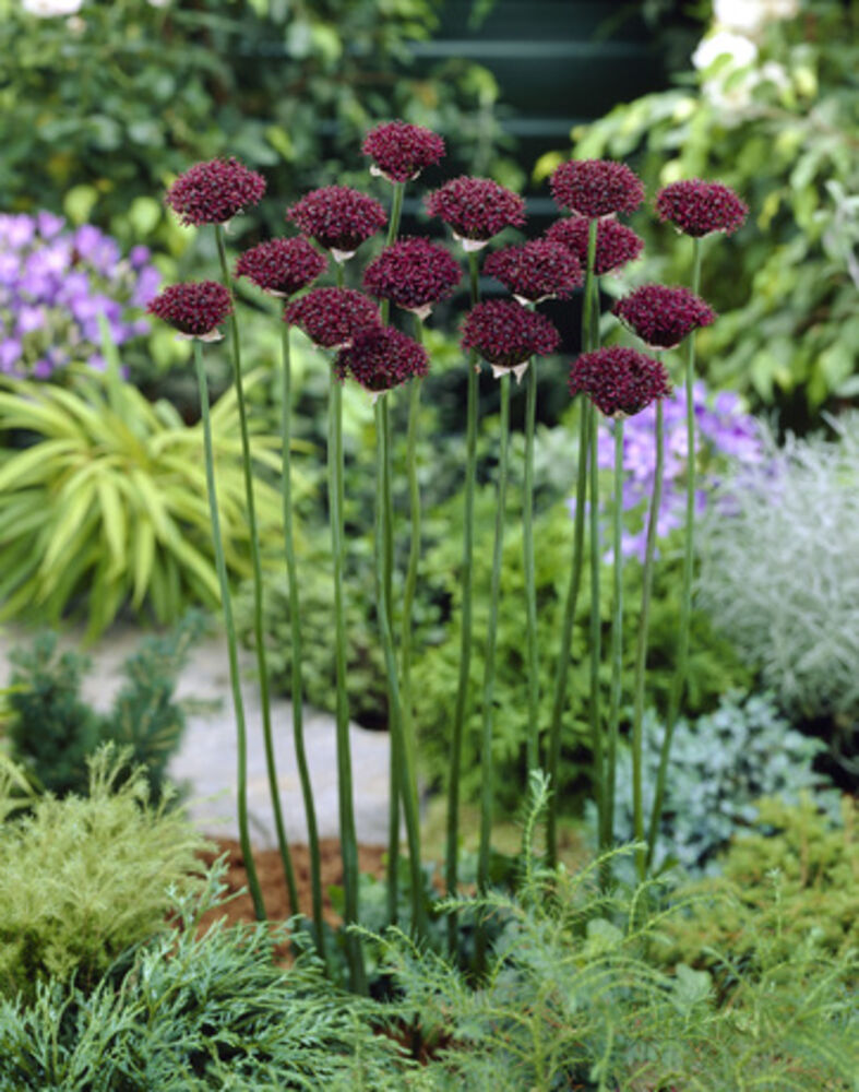 Laukka Atropurpureum
