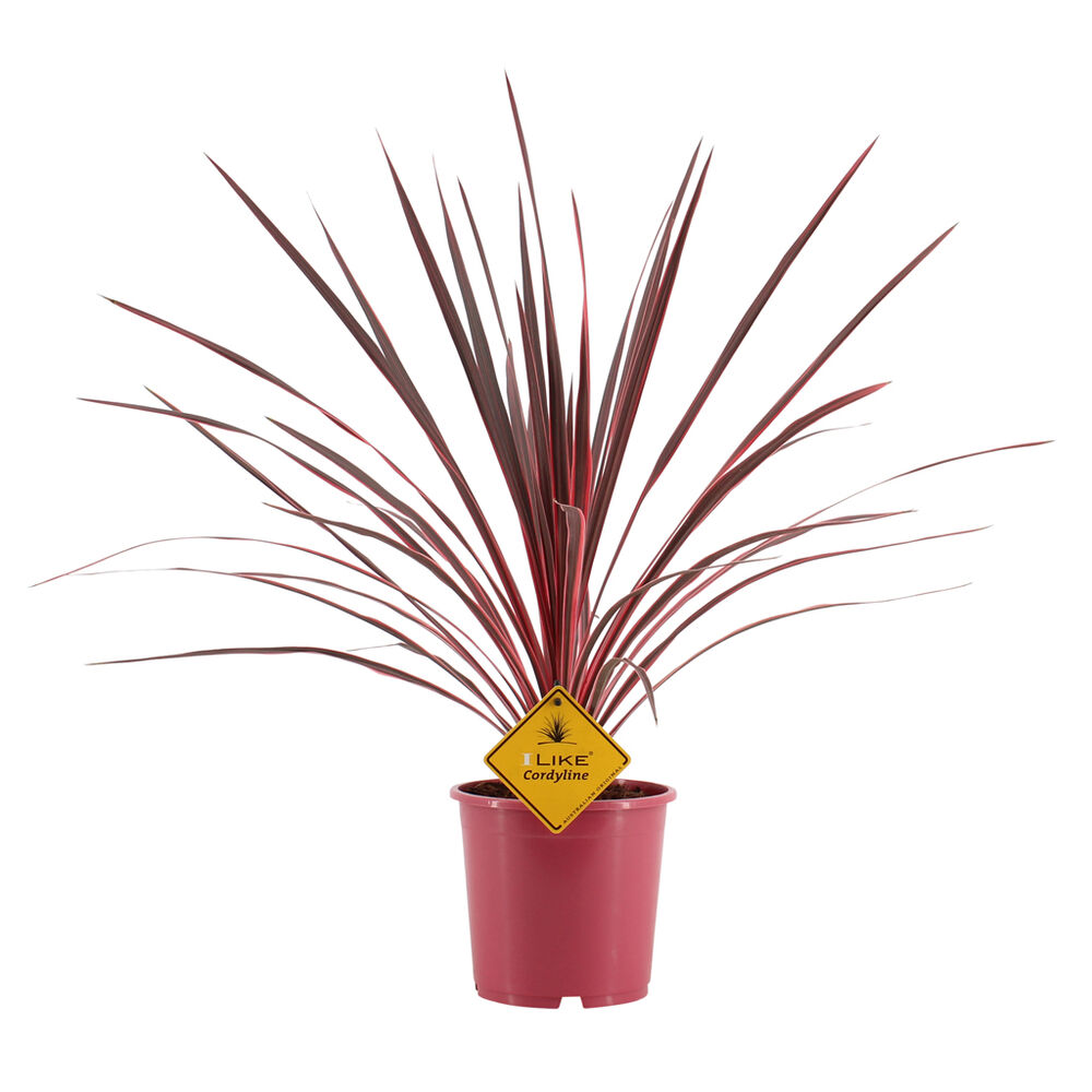 Verililjapuu Charly Boy Pink 17 cm ruukussa